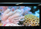 2K Resolution P2 Indoor Full Color LED Screen TOPLED